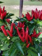 Top Vourvourou Top Vourvourou