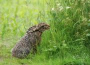 Thornton Manor - Holiday Cottages and Apartments