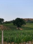 Top Castiglione dʼOrcia