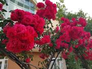 Family Hotel Magnolia, Sunny Beach