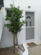 GEORGECHRISTI HOUSE