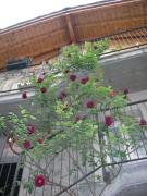 Top Berbenno di Valtellina