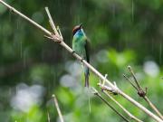 Top Bukit Lawang