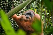 Top Bukit Lawang