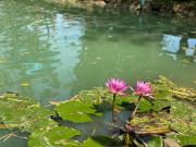 Top San Kamphaeng