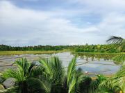 Rice Field View Home Stay