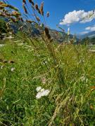 Top Ramsau im Zillertal