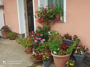 Top Seliste Dreznicko