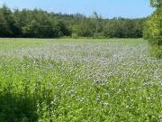 Korsholt-natur 135 G