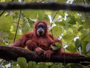 Top Bukit Lawang Top Bukit Lawang