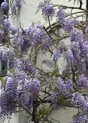 Manor Lodge Guesthouse