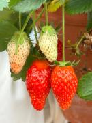 Top Costa da Caparica