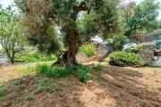 Top Ostuni