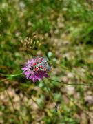 Top Guardia Perticara