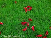 HỒ TRÀM 07 - Biệt thự Villa cao cấp Hồ Tràm ll pool bbq gần biển