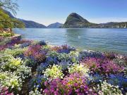 Top Lugano Top Lugano