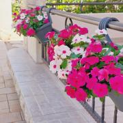 Apartments Lavanda Vodice