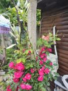 Top Ovchartsi Top Ovchartsi