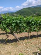 Top Policastro Bussentino