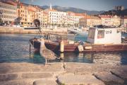 Top Senj