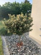 Top Gniewino Top Gniewino