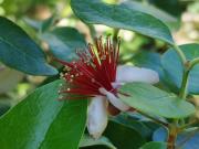 Ginko House Ginko House