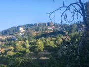 Top Prodromos