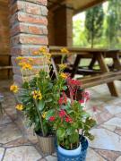 Guest House Shekvetili