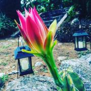 Cabañas spa el petrel