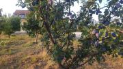 Briza Marii