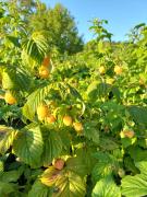 Top Băniţa Top Băniţa