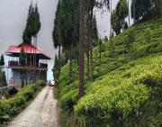 Top Mangpu