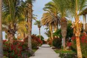 Top Paracas