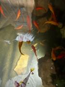 Top Brignoles Top Brignoles