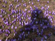 Top Stahovica Top Stahovica