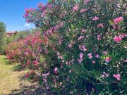 Top Kriopigi Top Kriopigi