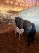 Top Buenache de la Sierra