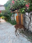 Top Buenache de la Sierra