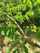 Top Rionero Sannitico