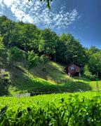 Top Gura Teghii Top Gura Teghii