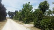 Top Baratti