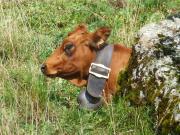 Top Saint-François-Longchamp