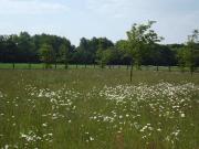 Top Castle Hedingham