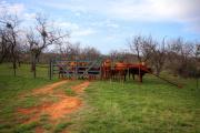 Top Llano