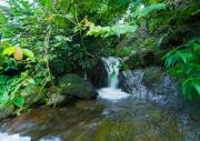 Top Vagamon