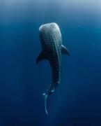 Hotel and Beach Club Escape Holbox