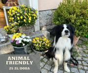 Top Bukowiec Top Bukowiec