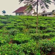 Top Vagamon