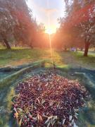 Top Castelnuovo Cilento