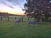 Top Przybiernów Top Przybiernów